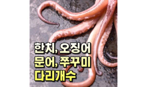 Read more about the article 한치 오징어 문어 쭈꾸미 다리 개수 알아보기